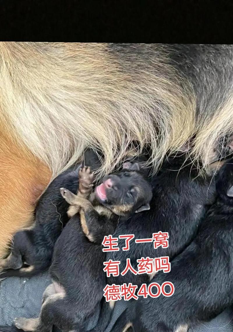 以德牧幼犬洗澡时间和注意事项（德牧幼犬洗澡的最佳时间和正确方法）