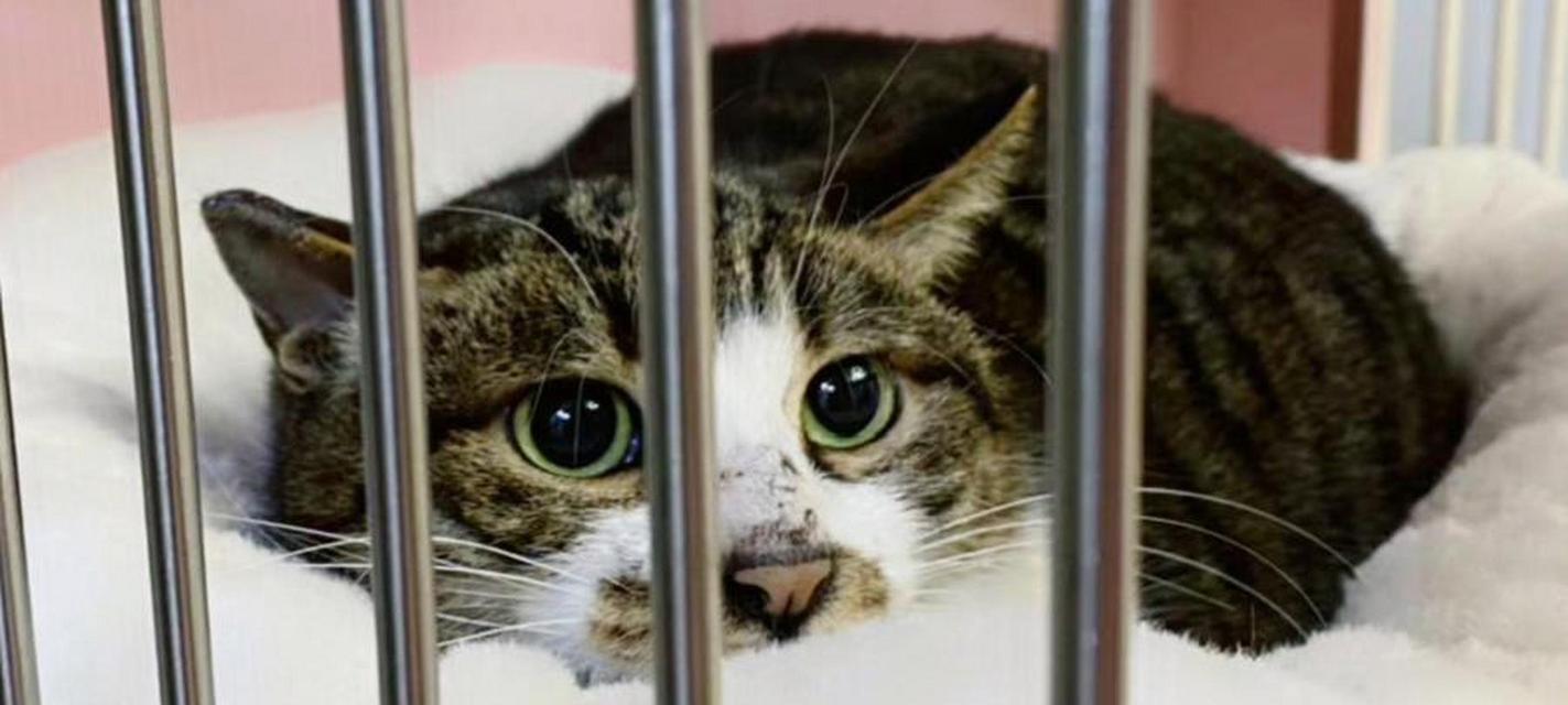探讨猫的绝症（猫绝症的种类及防治方法）