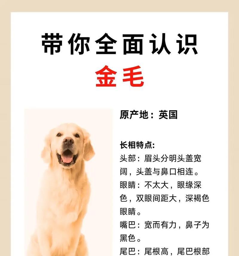成犬金毛的体重与大小（肉眼判断与正常范围、金毛的生长发育）