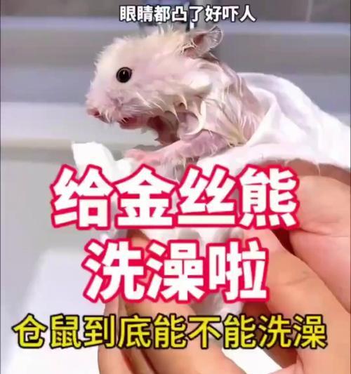 仓鼠喝水的频率和换水建议（科学饲养仓鼠，保证水源清洁与新鲜）