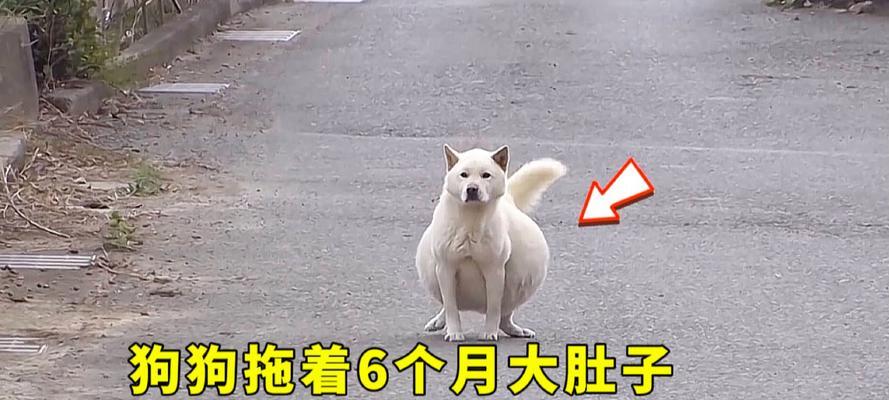 狗肚子的变化周期与健康检查（通过观察狗狗的肚子来了解它的健康状况）
