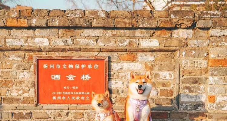 带狗游扬州，畅游宠物友好景点（扬州狗狗乐园，共享亲子时光）