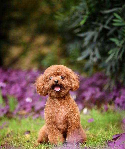 泰迪犬饲养指南（泰迪犬饲养需要注意的关键事项和技巧）
