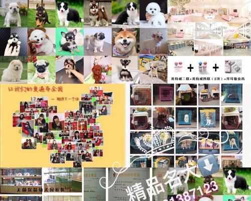 博美犬价格及影响因素解析（了解博美犬市场价格背后的关键因素）
