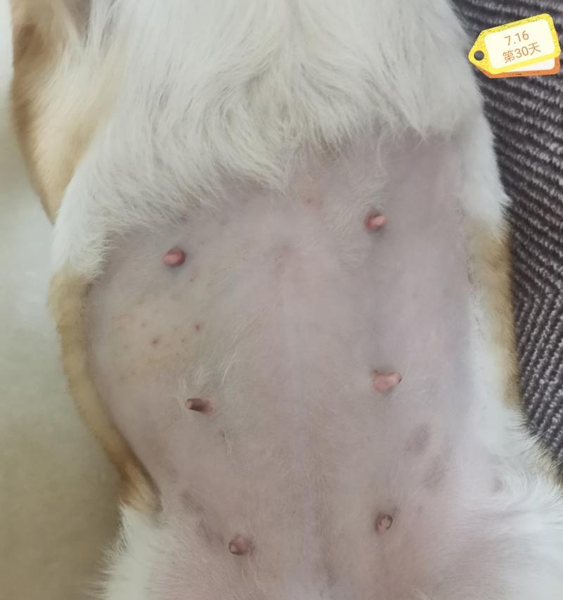 母狗怀孕多久能看得出来？（探究母狗怀孕初期的体征和检测方法）
