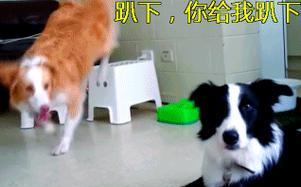 边境牧羊犬（了解边境牧羊犬，助您成为优秀主人）