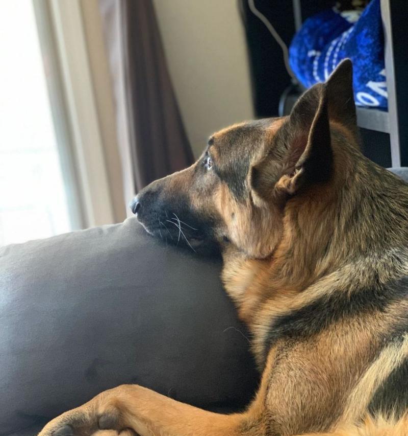 对比三种德国牧羊犬（了解德国牧羊犬的特点和区别，为您选择理想的伴侣犬）