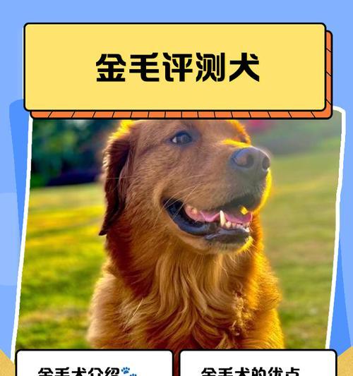 金毛，天使般的陪伴（金毛犬的特点、品种及训练技巧）