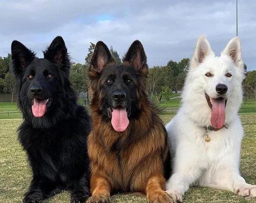 快速判别德牧母犬是否受孕的方法（了解德牧母犬受孕的关键指标及检测方式）