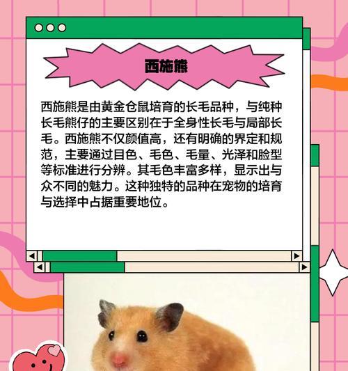 仓鼠品种性格差异大，了解你的宠物的性格特点（仓鼠品种性格差异大，每个品种都有其独特的性格特点）