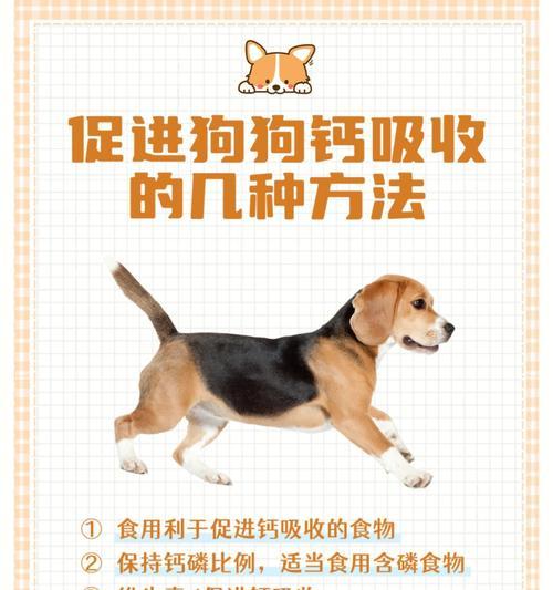 狗吃钙片需要多长时间？（饮食均衡才是关键，营养保健不可忽视）
