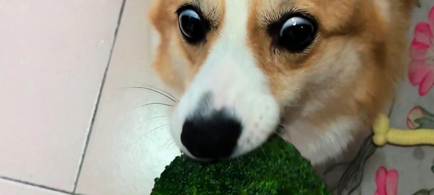 四个月大的狗狗适合食用哪些蔬菜？（营养均衡的蔬菜饮食对四个月大的狗狗非常重要）