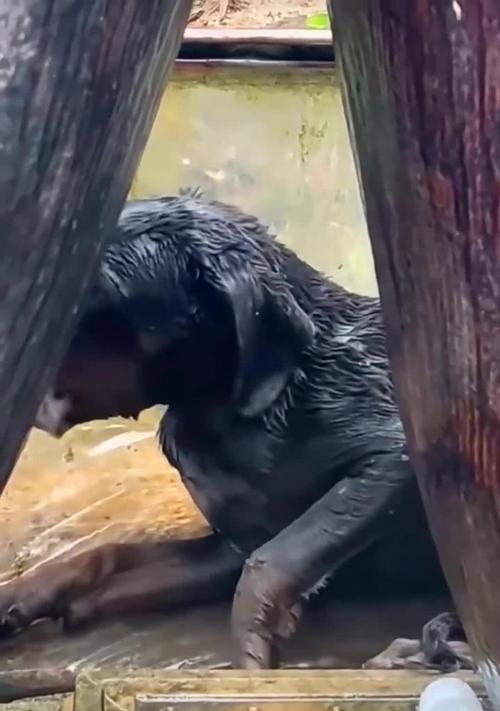 狂犬病的症状（你知道吗？狗狂犬病早期症状的关键是什么？）