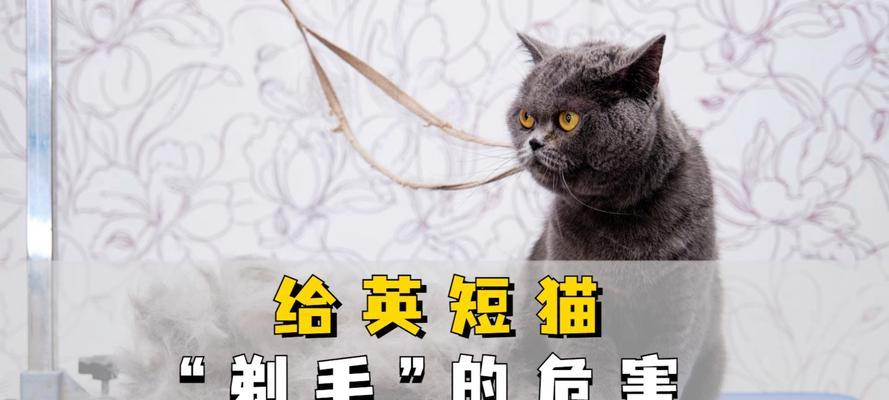 短毛猫剃毛后多久能长出毛发？（剔光短毛猫后需要多久恢复到原始状态？）