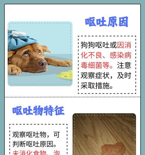 了解狗狗细小的症状及治疗方法（掌握狗狗细小的常见症状和有效治疗措施）