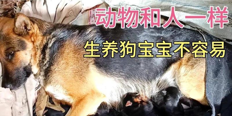 如何快速判别德牧母犬是否受孕？（掌握关键指标提前发现德牧母犬的怀孕状态）
