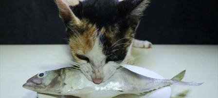 猫咪的饮食之选择最佳鱼类（了解猫咪可以吃的鱼种类及其好处）