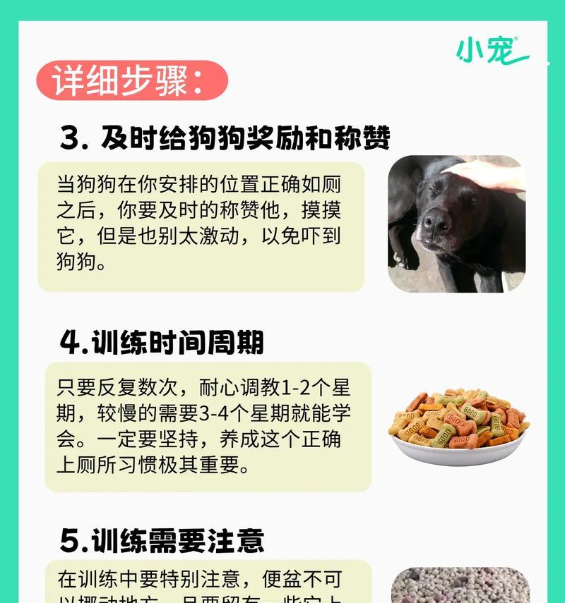 培养狗狗定点上厕所，快速适应生活的秘诀（让你的宠物成为良好习惯的伙伴）