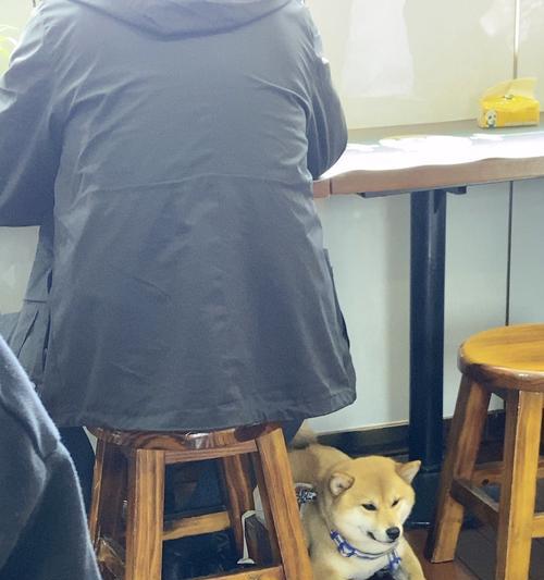 带狗游玩的理想场所（给你的宠物狗带去这些地方，让它们也尽情享受生活！）