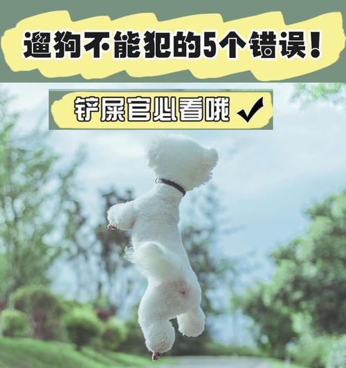 为什么狗狗每天需要遛的时间很重要？（长期不遛狗的危害及遛狗的好处）