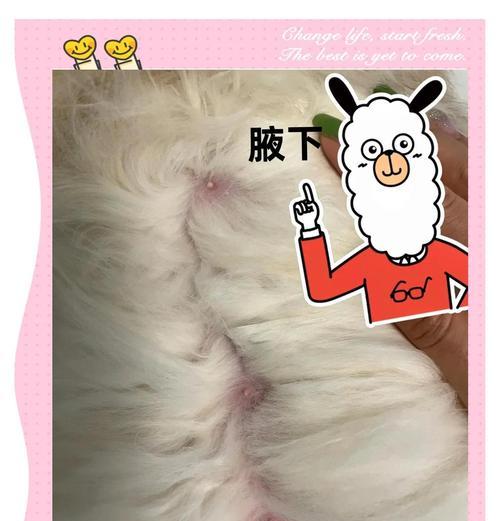 猫咪怀孕（如何确定猫咪是否怀孕以及如何关注它们的孕期健康）
