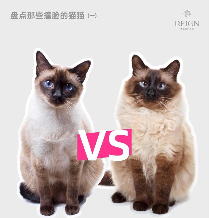 暹罗猫价格及挑选要点（暹罗猫价格、选择和养护的关键）
