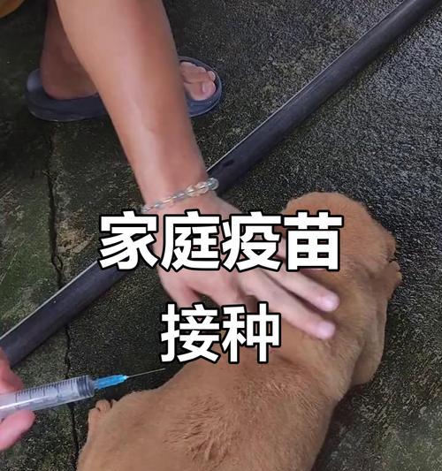 幼犬狗狗打疫苗多久才可以出去？（打疫苗是保护狗狗健康的重要举措）