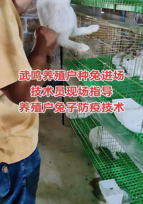 兔子歪头病的发病原因及防治方法（了解兔子歪头病，保护兔子健康）