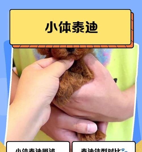 以小体玩具贵宾多久成年？（探讨贵宾犬成年时间及其影响因素）