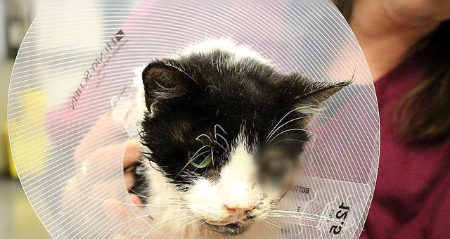 为什么猫咪死后不能埋在土里？（揭秘猫咪死后不能埋葬的3种原因）
