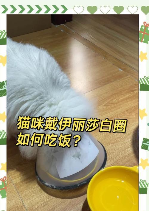 猫伊丽莎白圈的佩戴时间有关系吗？（猫伊丽莎白圈佩戴时间长短的影响因素和注意事项）