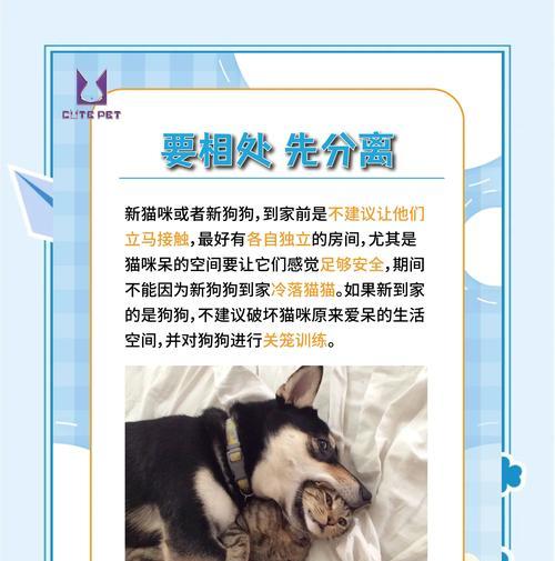 养猫还是养狗？谁更贵？（比较养猫和养狗的经济成本，为你解答。）