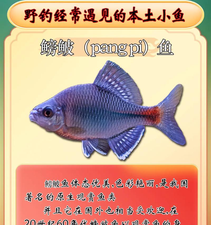 新手养鱼，选择这4种皮实好养的小鱼！（入门首选！走进养鱼世界的最佳选择）