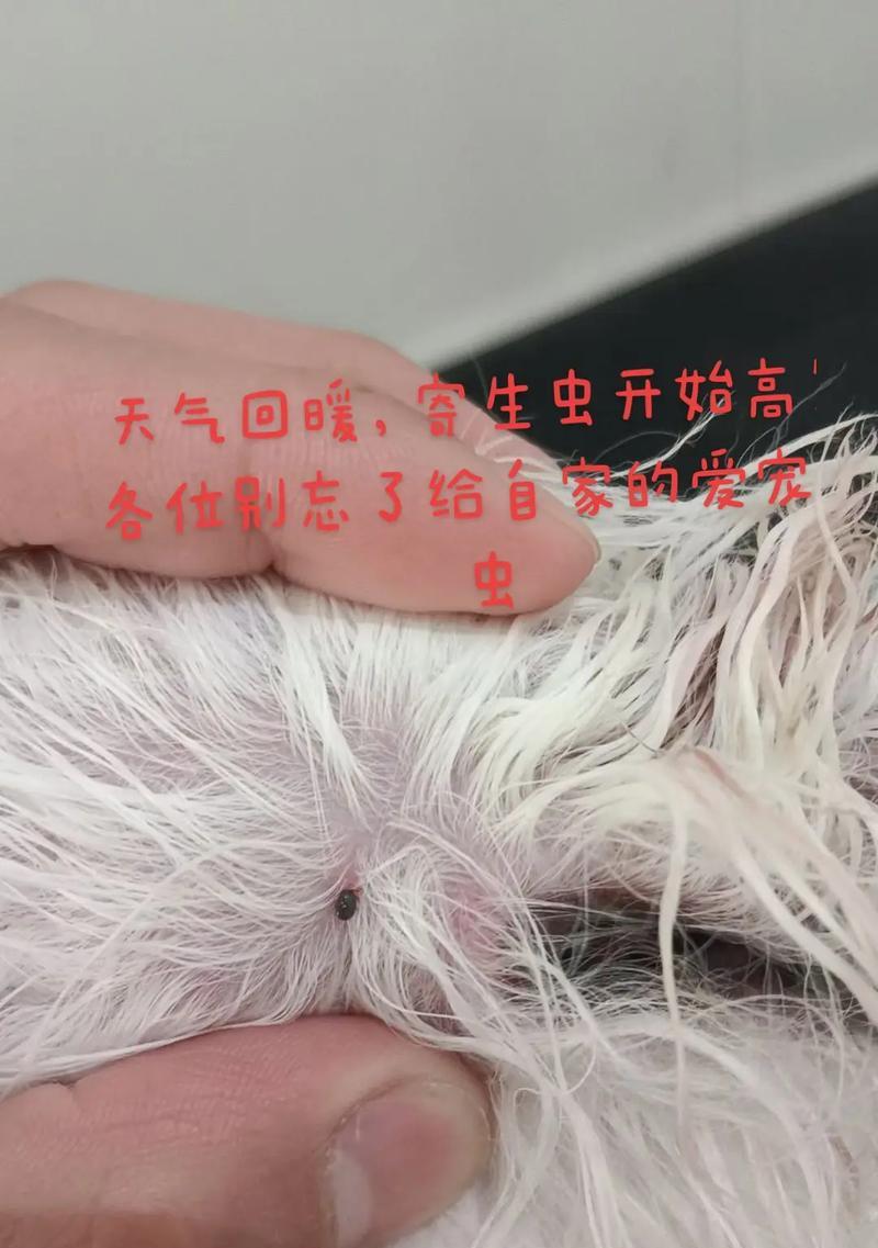 如何让幼犬摆脱蠕虫困扰（幼犬拉虫子的周期及治疗关键）