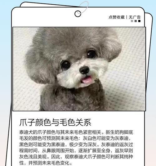 如何正确饲养泰迪幼犬