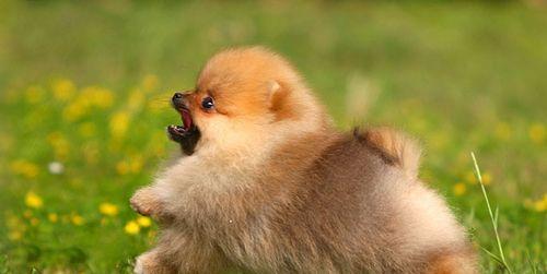 了解英系博美犬的价格，做出明智的选择（为爱宠下手之前，请先详细了解价格及相关信息）