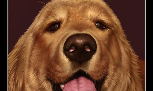 金毛犬慢慢变老的特征及应对方法（揭秘金毛犬衰老过程中的特征和护理技巧，延长其寿命）