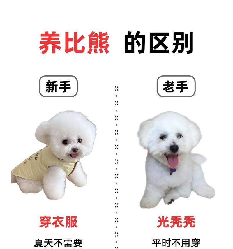 比熊犬剃毛后需要多久才能长好？（剃毛后的比熊犬护理与恢复时间，毛发生长的关键）