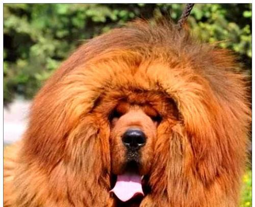 剃毛对于藏獒的恢复需要多长时间？（了解藏獒剃毛后恢复的时间以及关键因素）