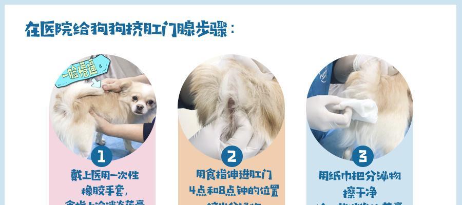 科学养狗必知——定期清理狗狗肛门的重要性（保持狗狗健康，从肛门清洁开始！）