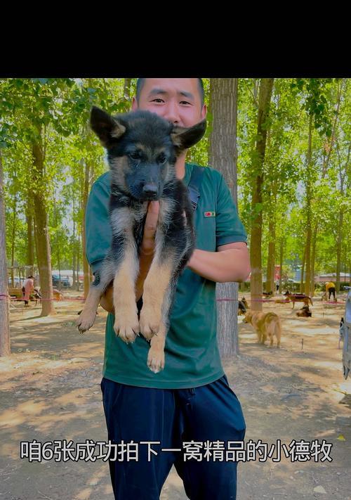 德牧幼犬的饲养方法（打造健康快乐的德牧成长环境）