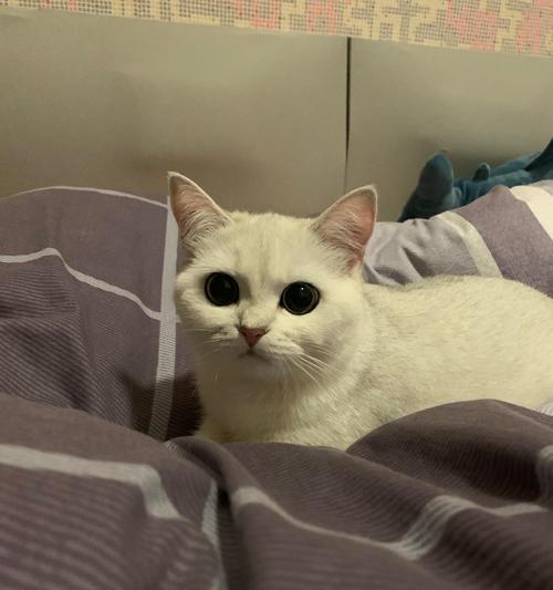 英短母猫怀孕周期及适宜时间（了解英短母猫的繁殖周期和合适的交配时间）
