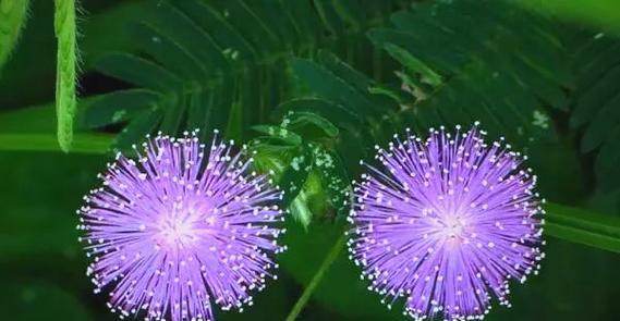 危险花卉的奇妙世界（探索那些有毒的花卉世界，你不可不知的！）