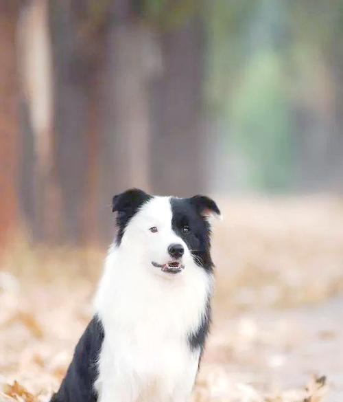 边境牧羊犬的价格及相关信息（了解七白三通和购买边境牧羊犬的注意事项）