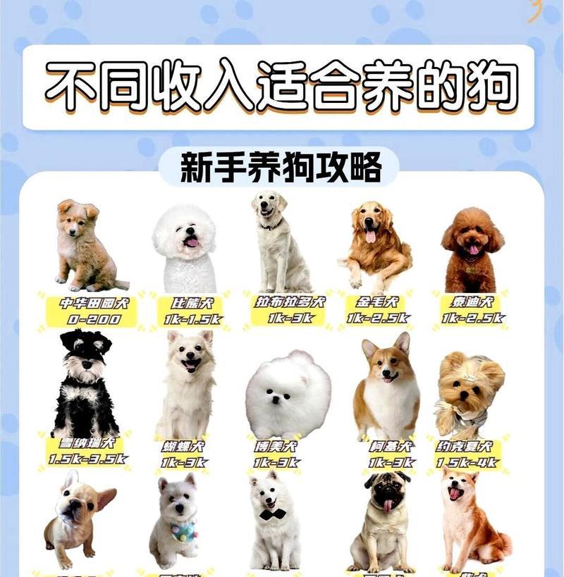 如何养熟小狗？（狗主人必知的基本知识与注意事项）
