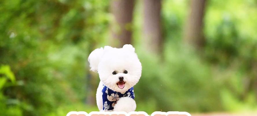 比熊幼犬的排便频率与注意事项（揭秘比熊幼犬小便规律，帮助饲主做好清洁工作）