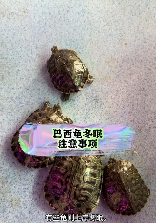 以巴西龟多久不进食？（揭开巴西龟饮食的秘密）