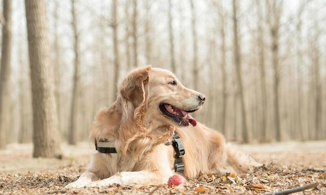金毛犬的记忆力有多强？（探究金毛犬的记忆力及其表现）
