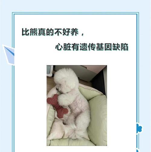 比熊犬的饲养要点和生命周期（探索比熊犬一生的6大时期，养护技巧一网打尽）