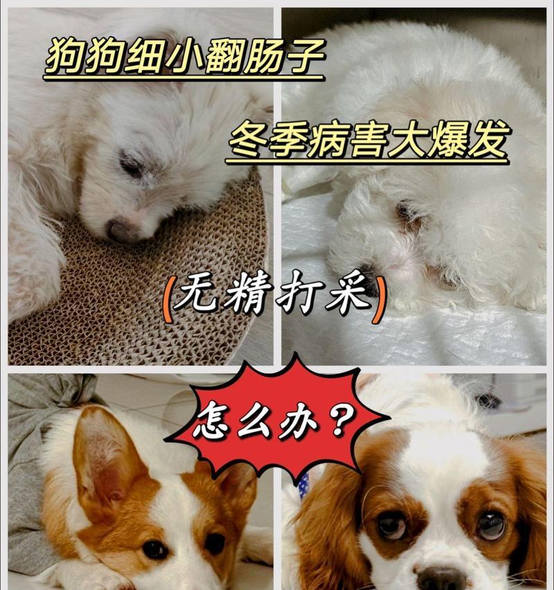 以狗翻肠子还能活多久？（揭秘动物的奇特生存能力与适应力）